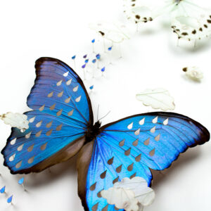 A closeup of Weathervein, a piece made of a white and blue morpho with raindrops and clouds cut from the wings.